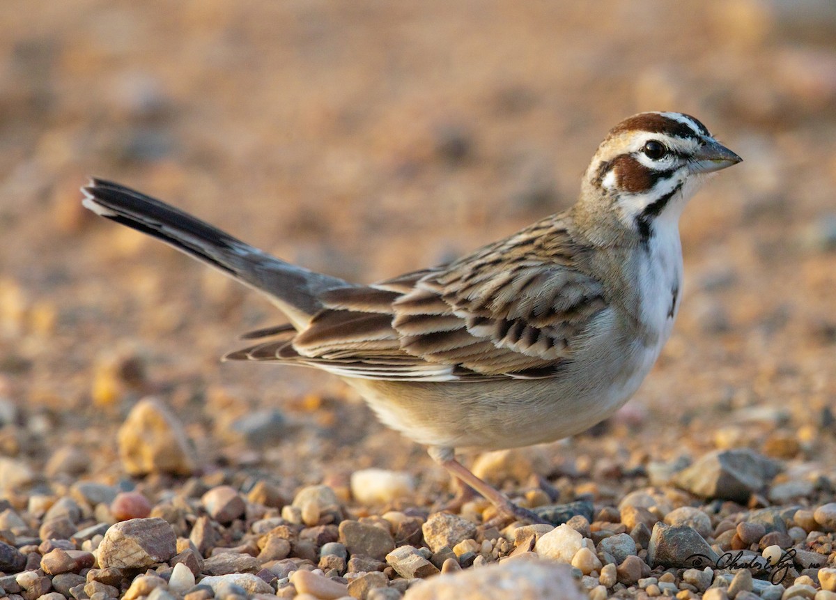 Lark Sparrow - ML149293431