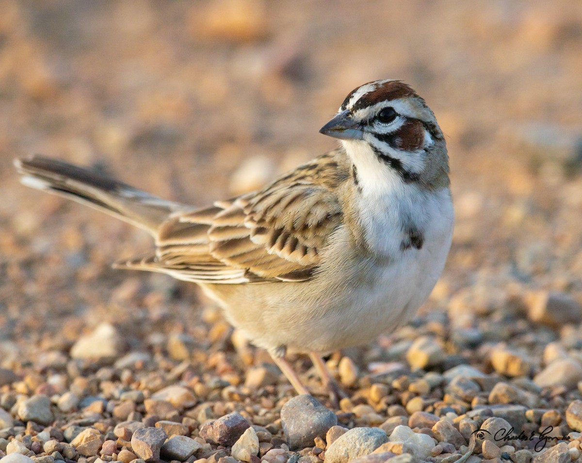 Lark Sparrow - ML149293441