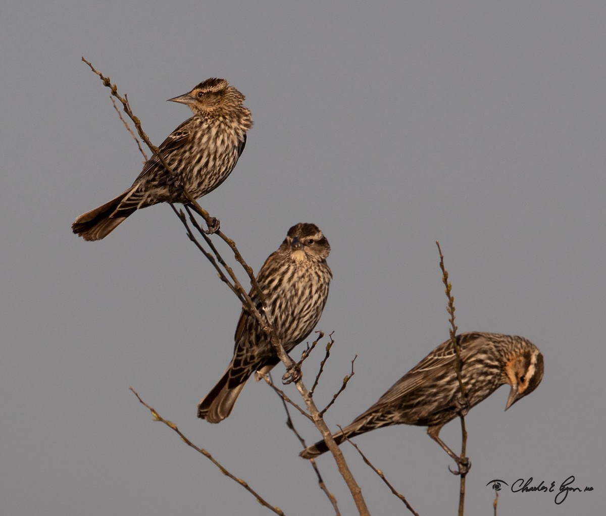 Red-winged Blackbird - ML149293471