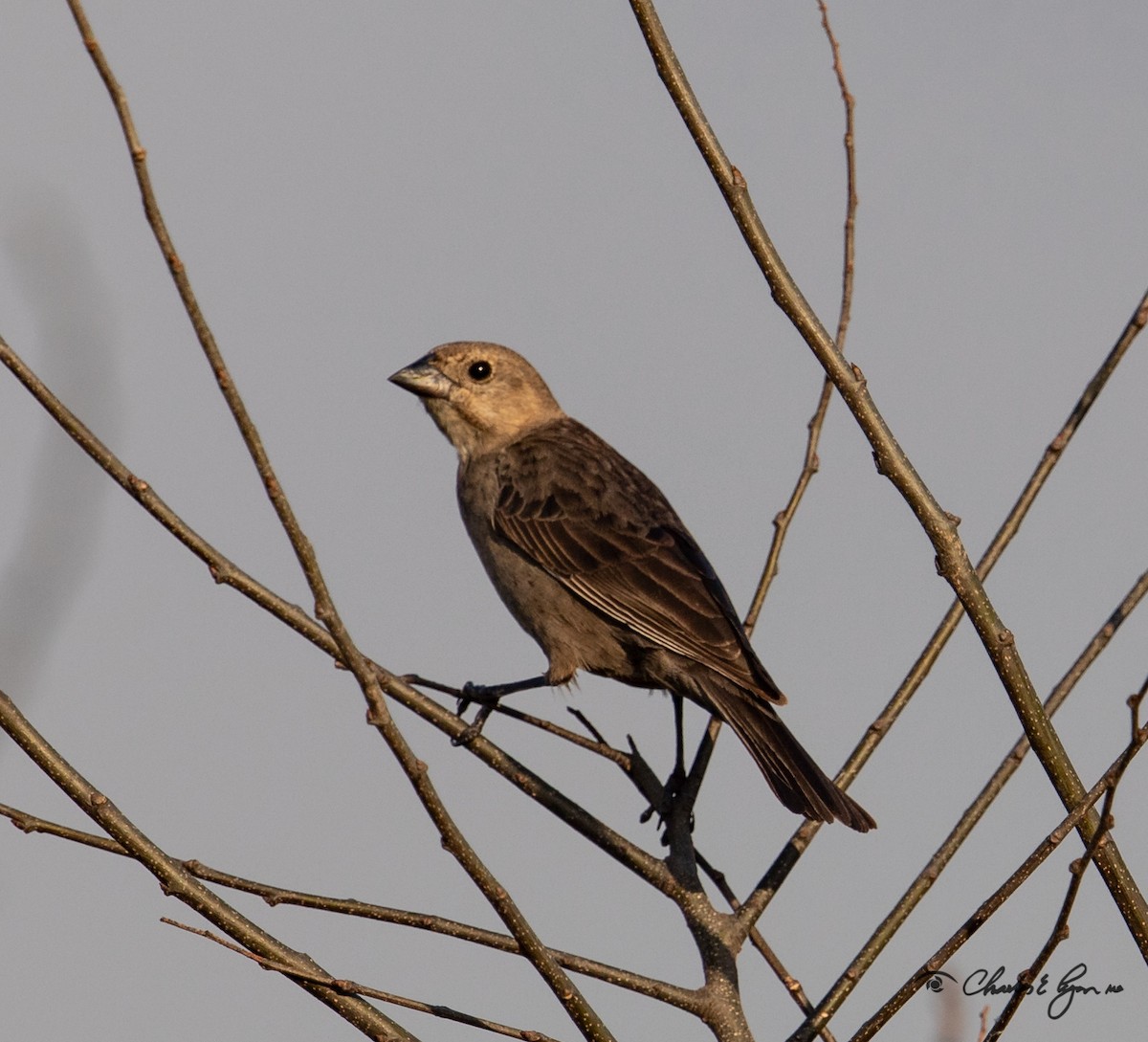 Brown-headed Cowbird - ML149293501