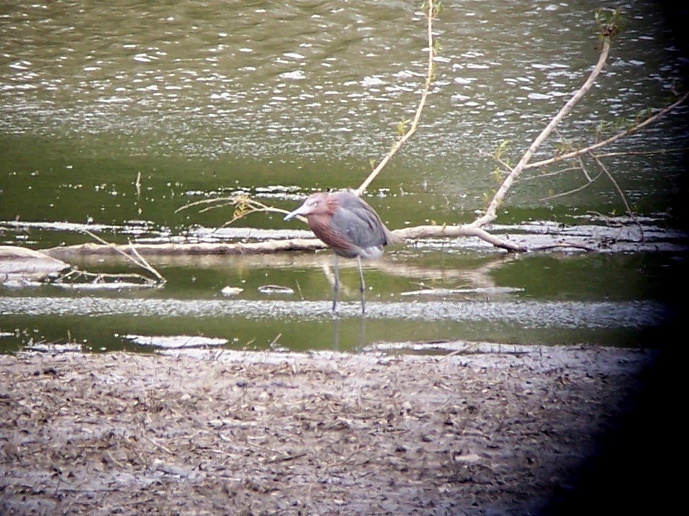 Reddish Egret - ML149293871