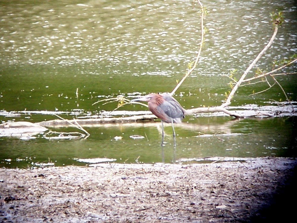 Reddish Egret - ML149293881