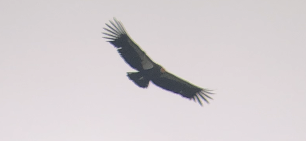 California Condor - Taylor Severn