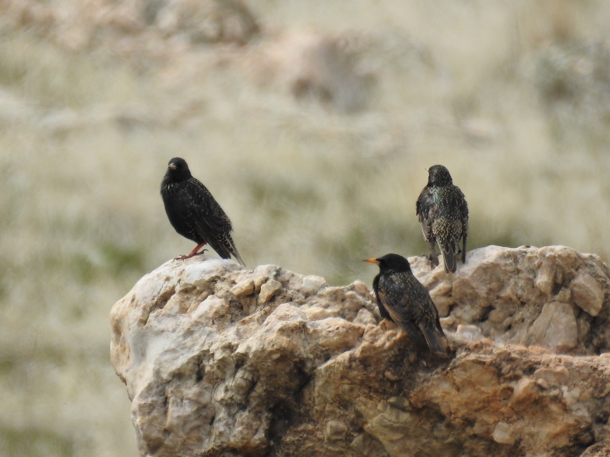 European Starling - ML149294171