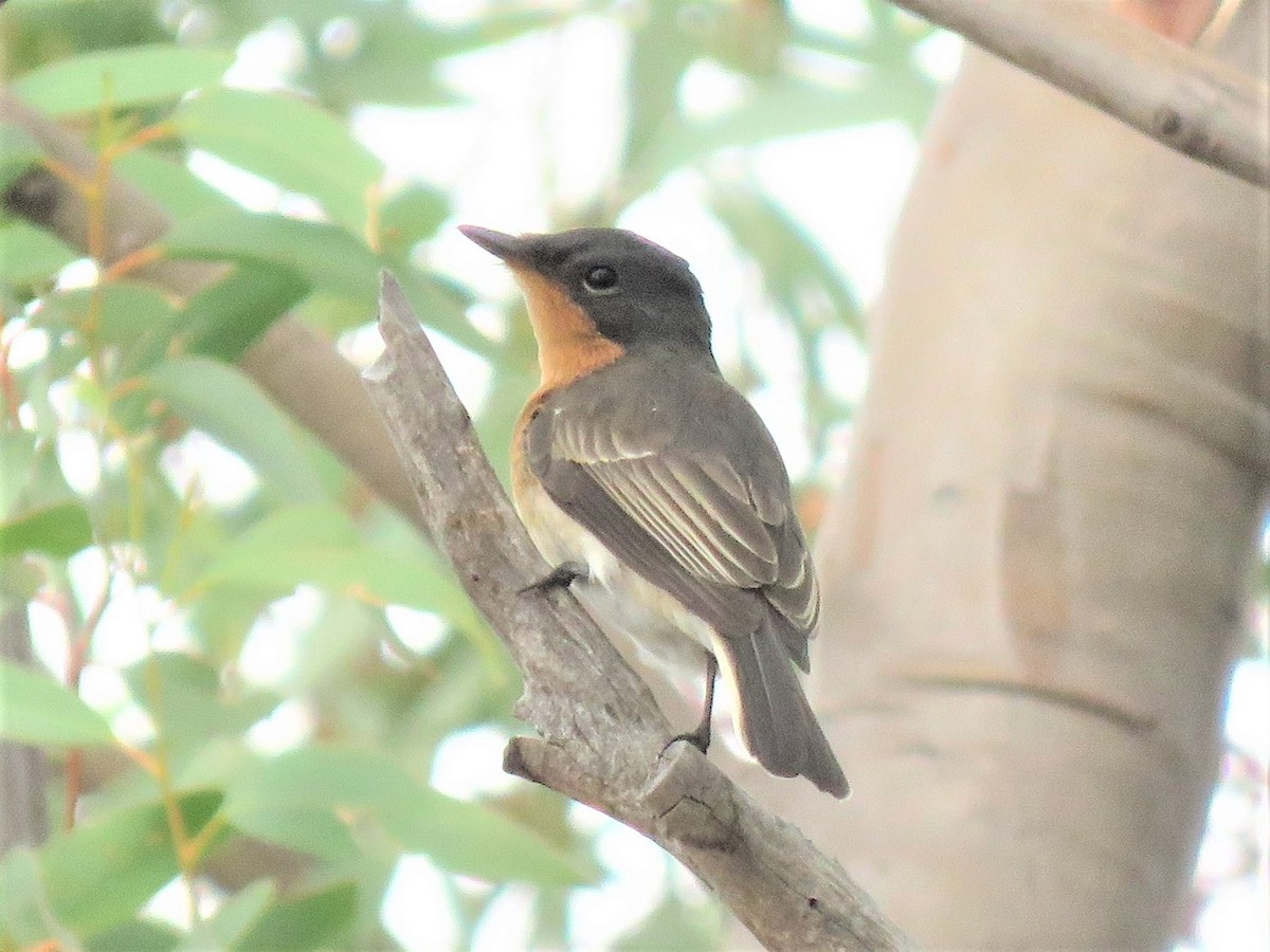 Leaden Flycatcher - ML149295811