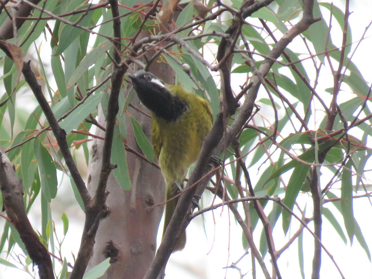 White-eared Honeyeater - ML149296051
