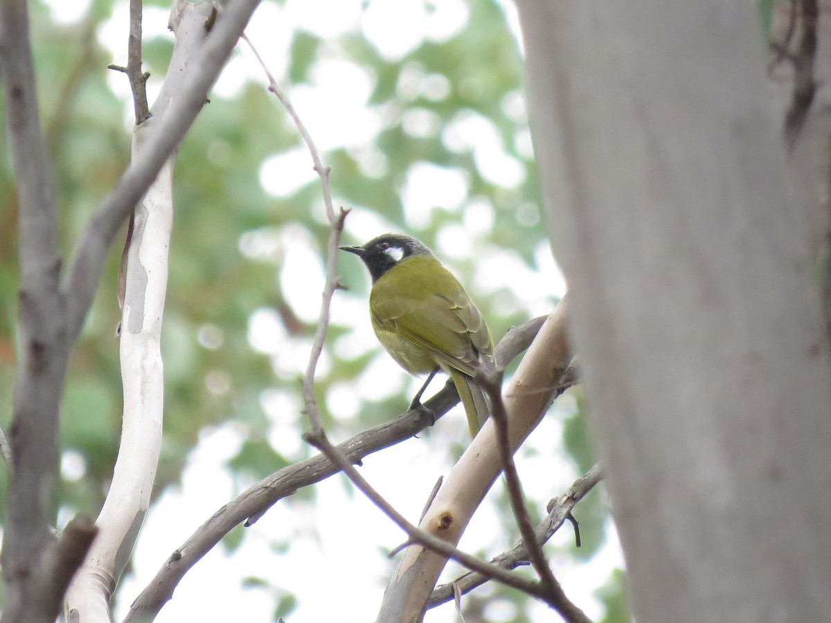 White-eared Honeyeater - ML149296071