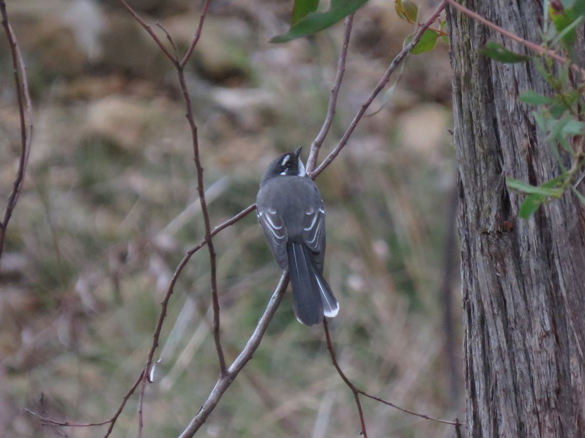 Gray Fantail - ML149296131