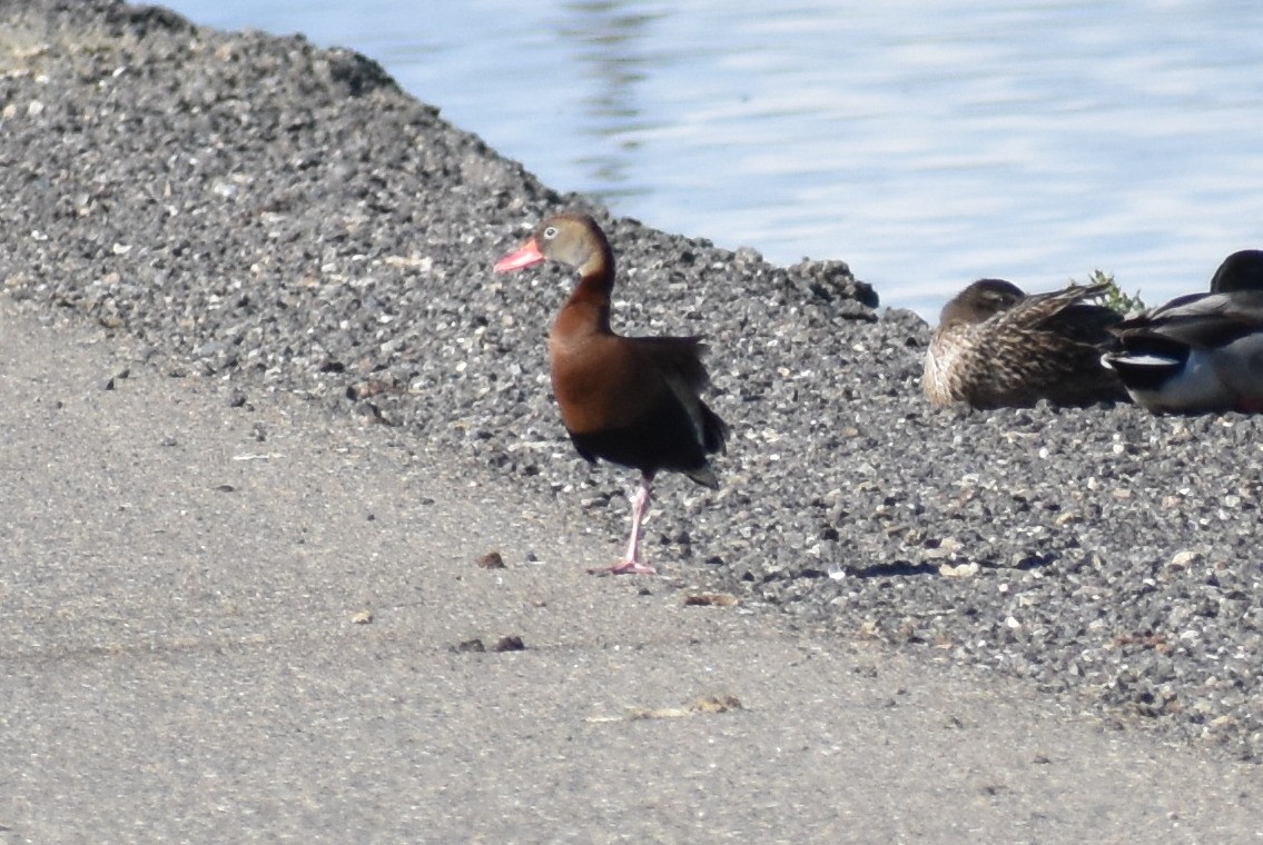 Black-bellied Whistling-Duck - ML149296291