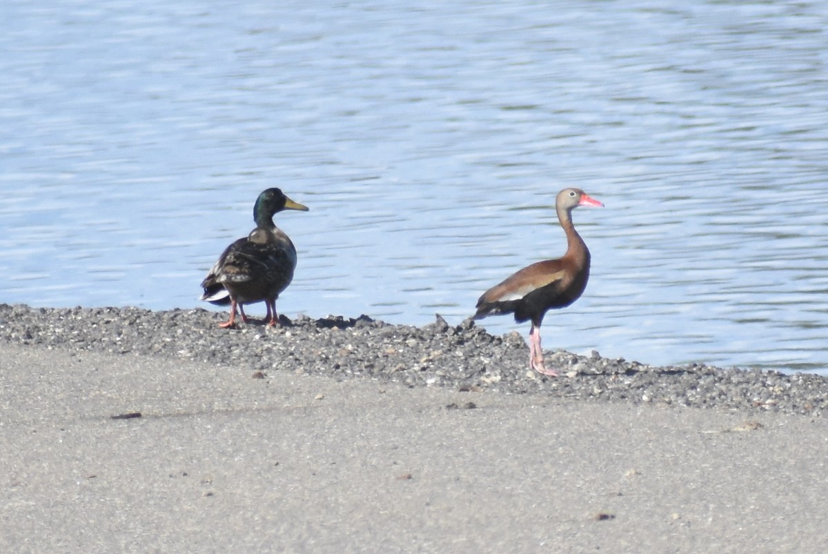 Black-bellied Whistling-Duck - ML149296301