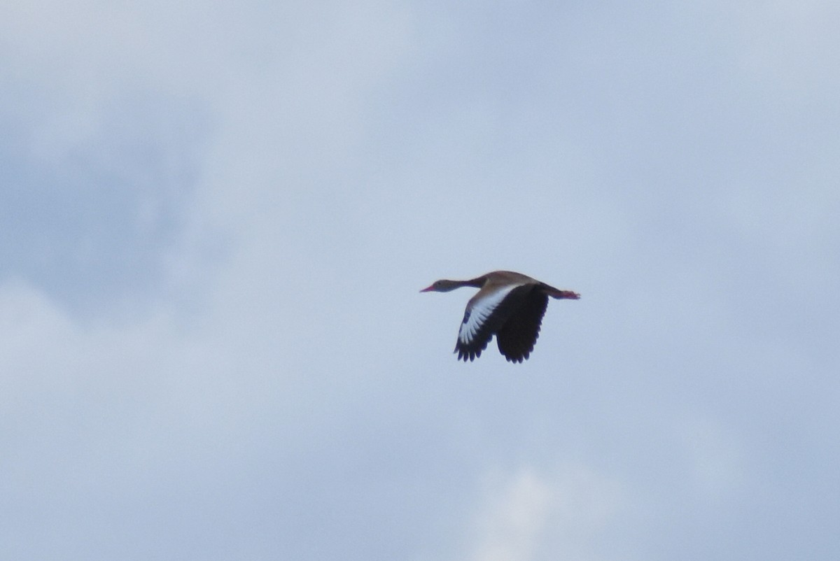 Black-bellied Whistling-Duck - ML149296311