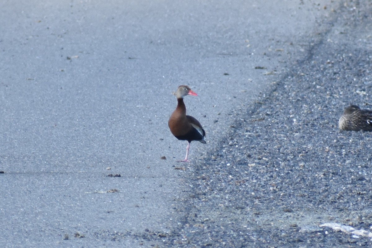 Black-bellied Whistling-Duck - ML149296321
