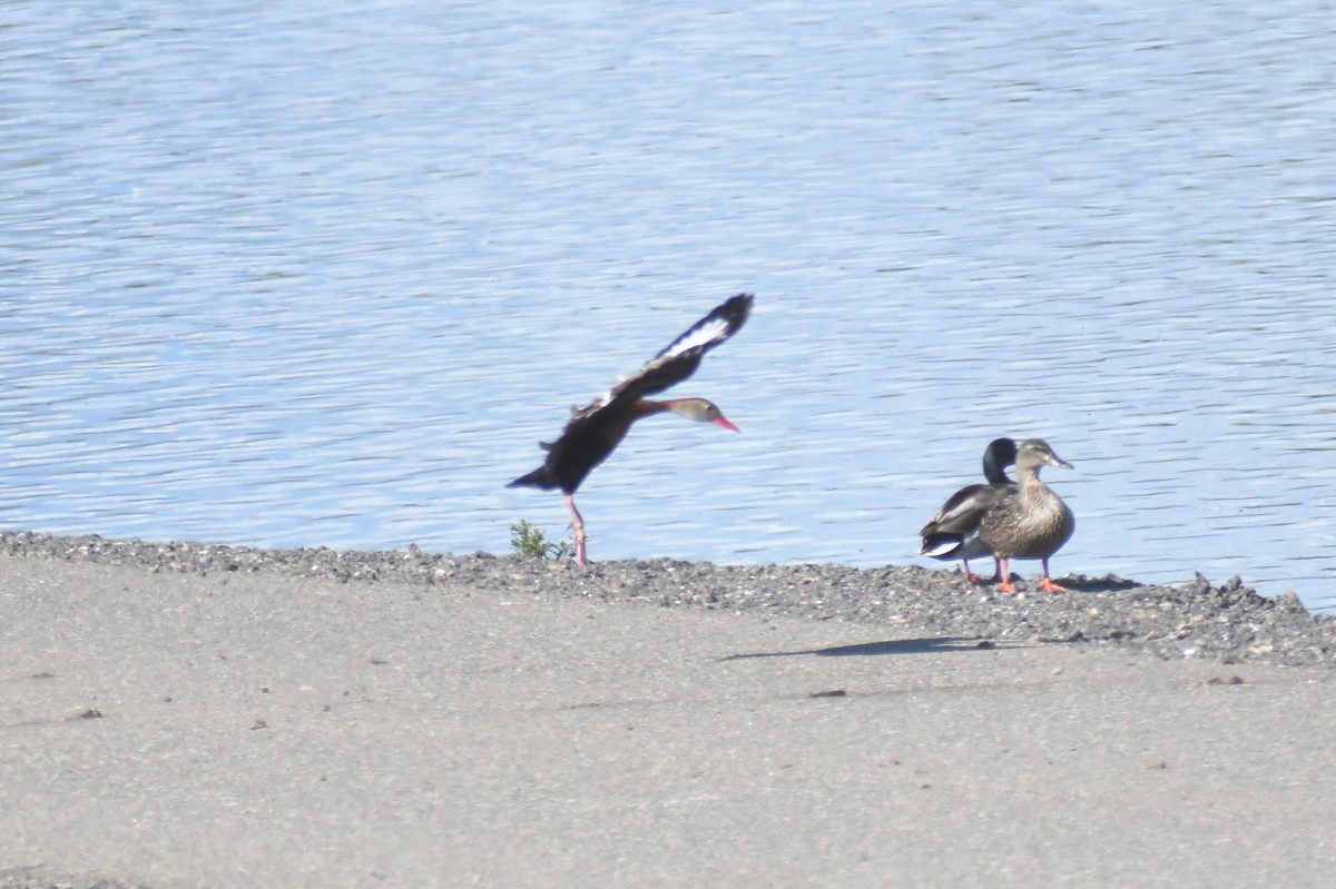 Black-bellied Whistling-Duck - ML149296331