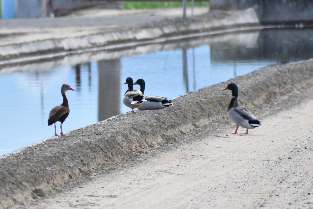 Black-bellied Whistling-Duck - ML149296341