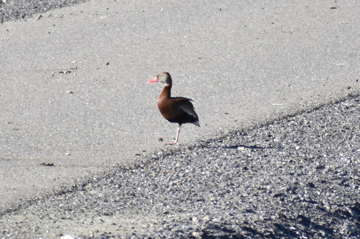 Black-bellied Whistling-Duck - ML149296351