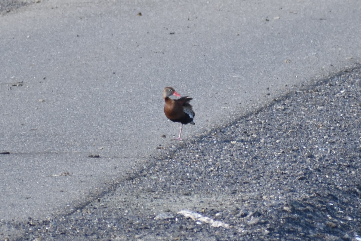 Black-bellied Whistling-Duck - ML149296361