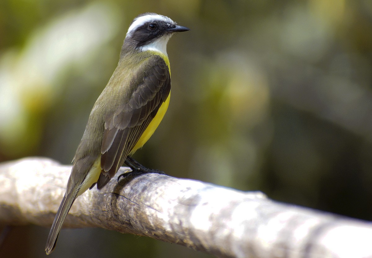 Social Flycatcher - ML149296871