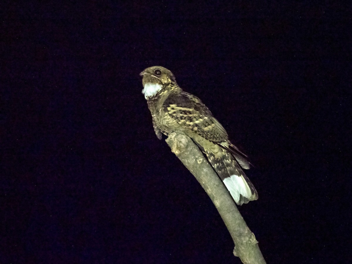 Large-tailed Nightjar - Manolo Arribas