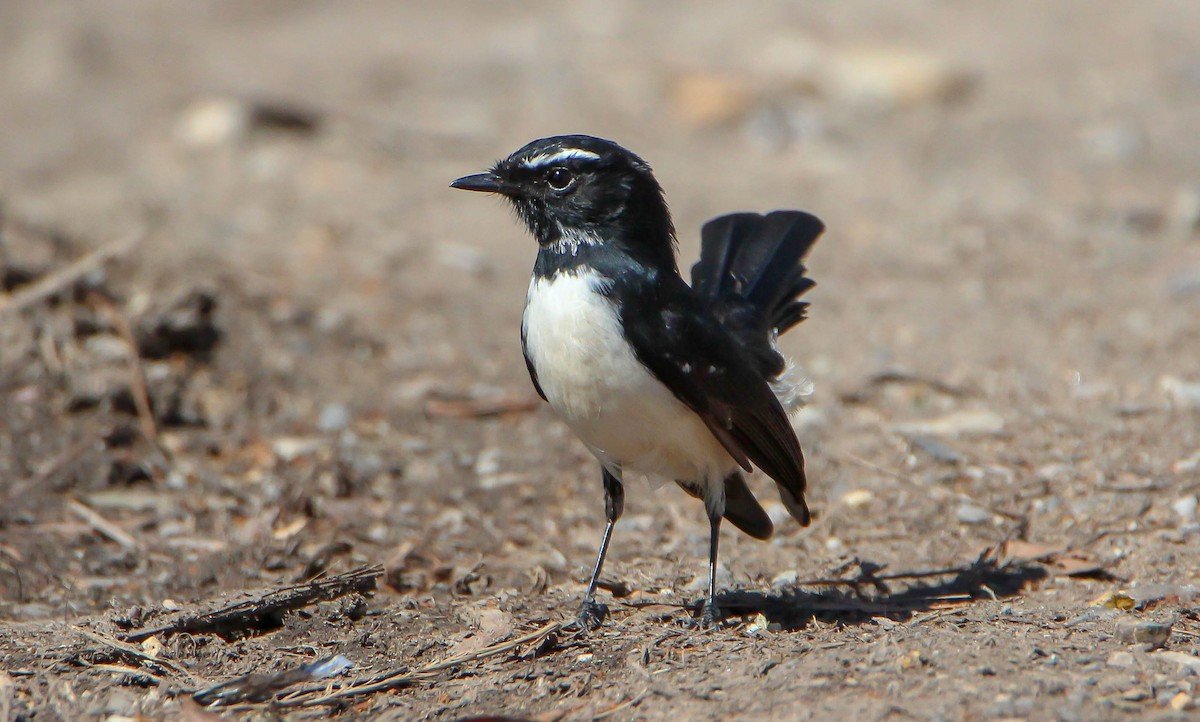 Willie-wagtail - ML149298501