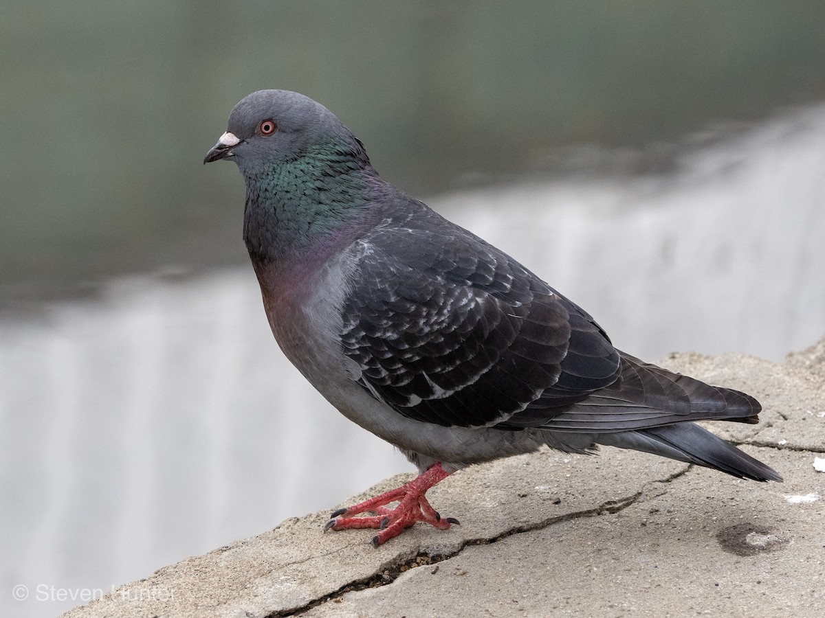 Rock Pigeon (Feral Pigeon) - ML149298851