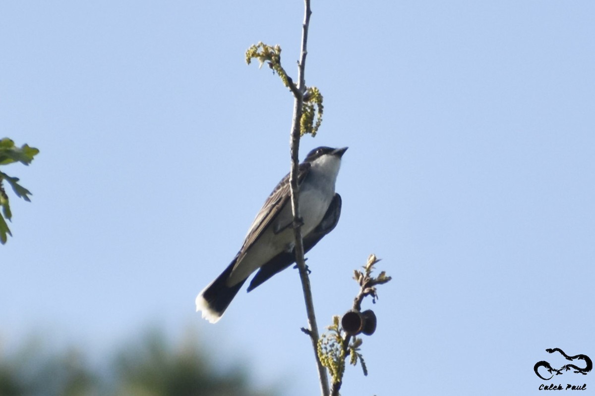 Schieferrücken-Königstyrann - ML149299031