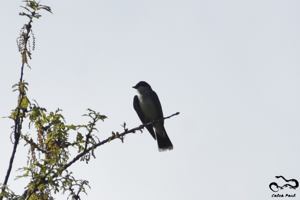 Eastern Kingbird - ML149299041