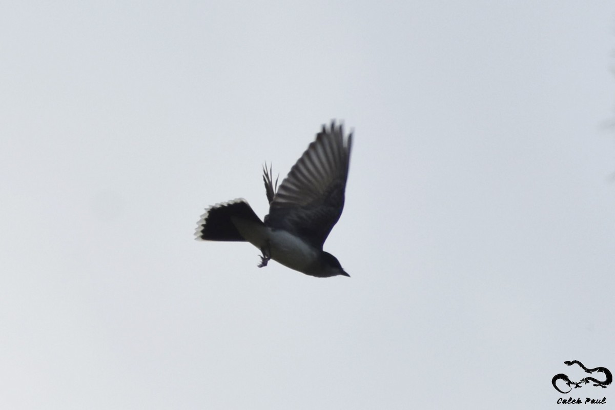 Eastern Kingbird - ML149299061