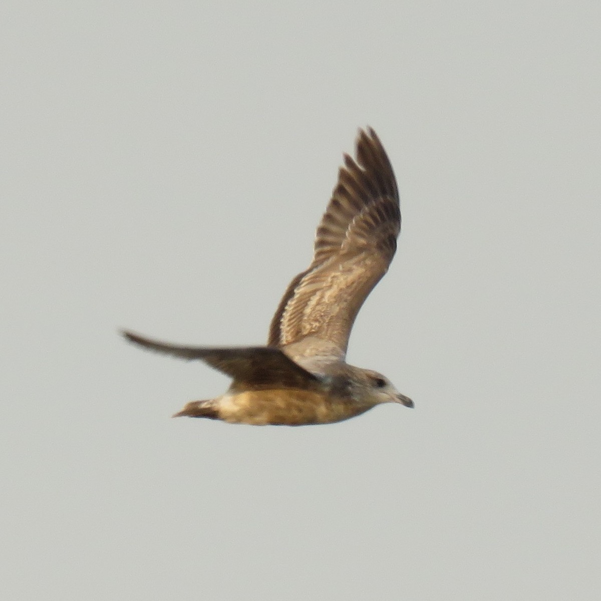 California Gull - ML149300251