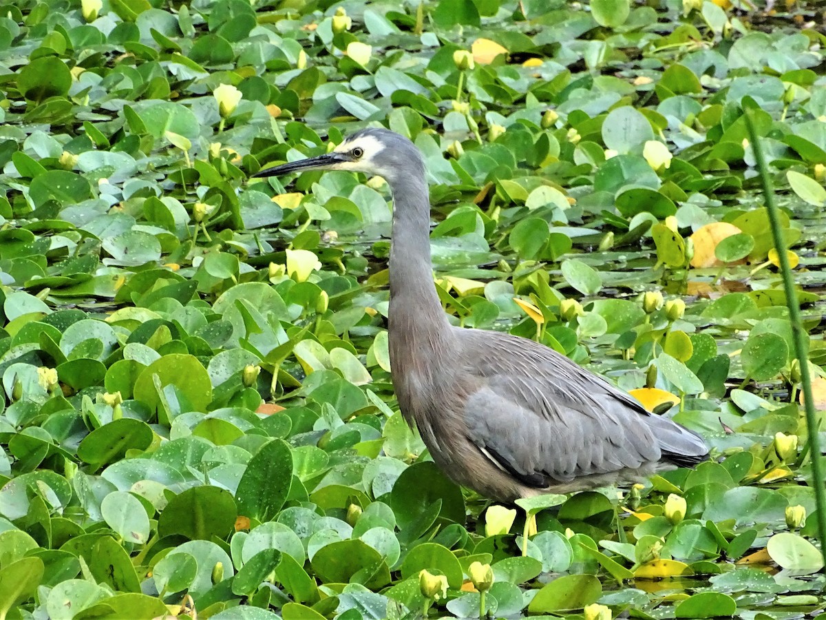 White-faced Heron - ML149302091