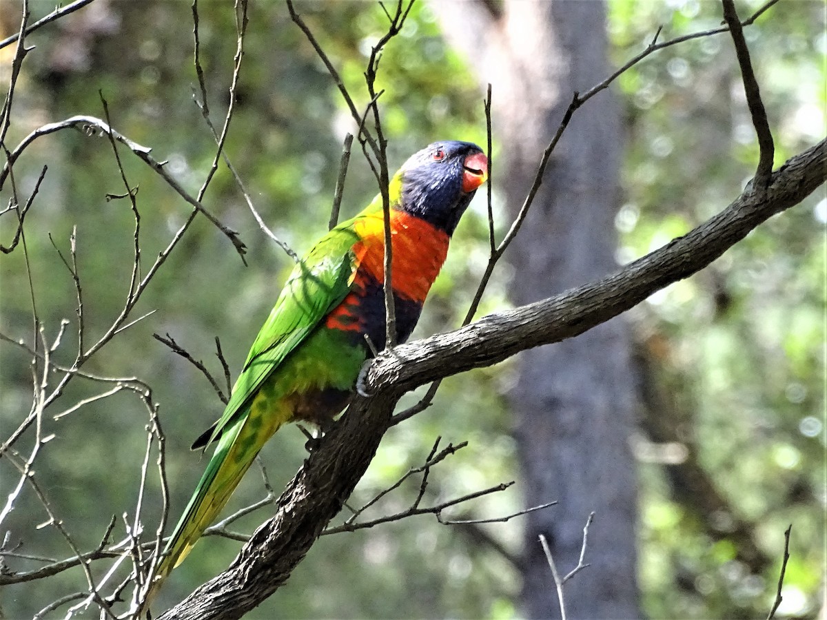 Rainbow Lorikeet - ML149302211