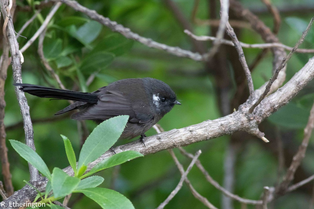 New Zealand Fantail - ML149304431