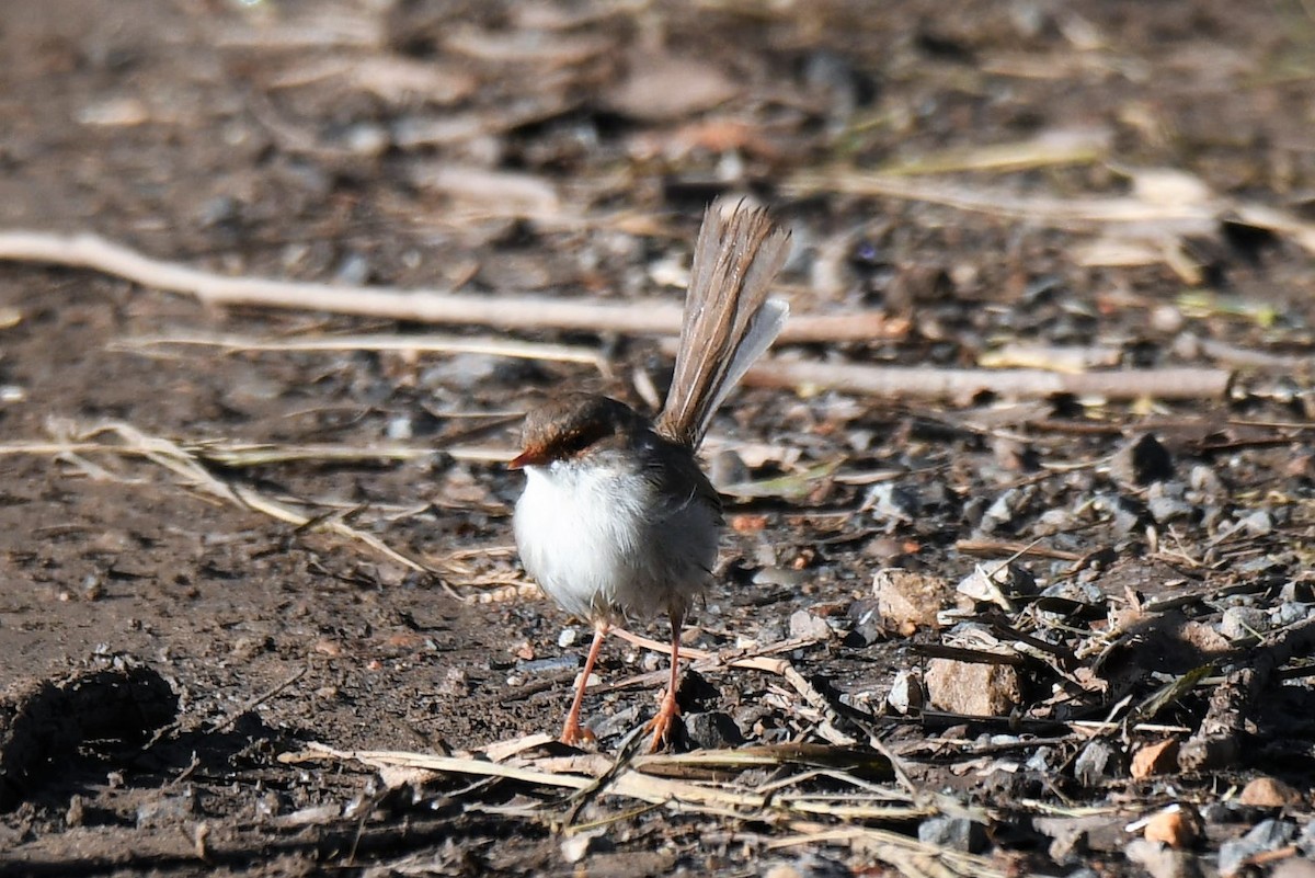 Superb Fairywren - Chris Munson