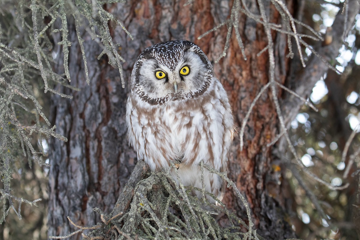 Boreal Owl - ML149307001