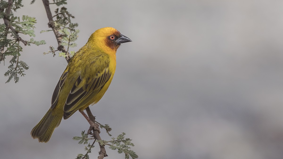 Rüppell's Weaver - H. Çağlar Güngör