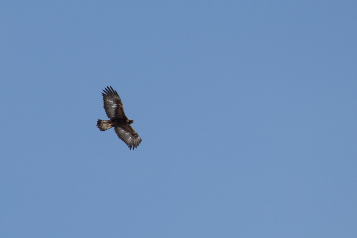 Golden Eagle - ML149307061