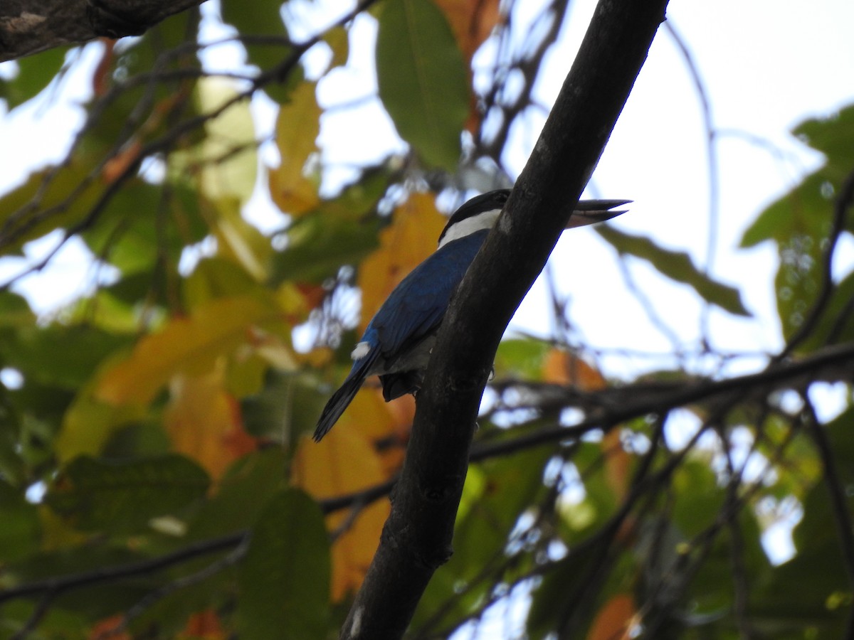 Collared Kingfisher - ML149307451