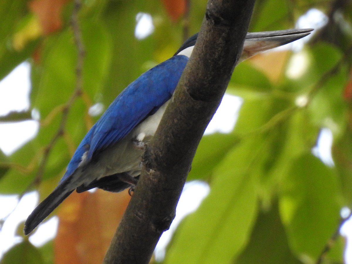 Collared Kingfisher - ML149307461