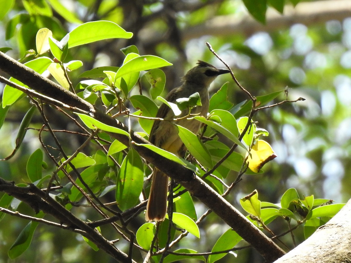 Yellow-vented Bulbul - ML149307651