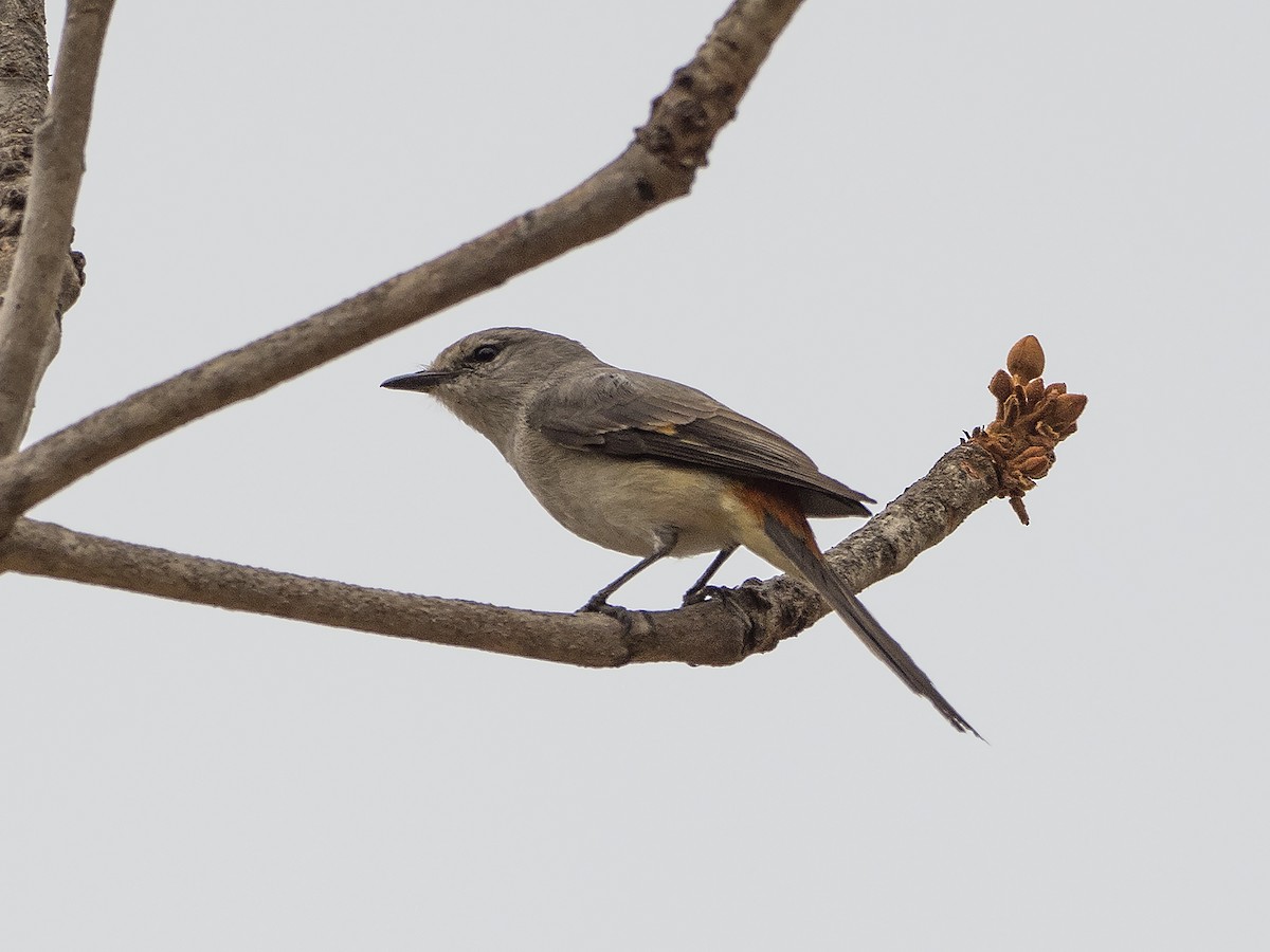 Minivet Chico - ML149307721