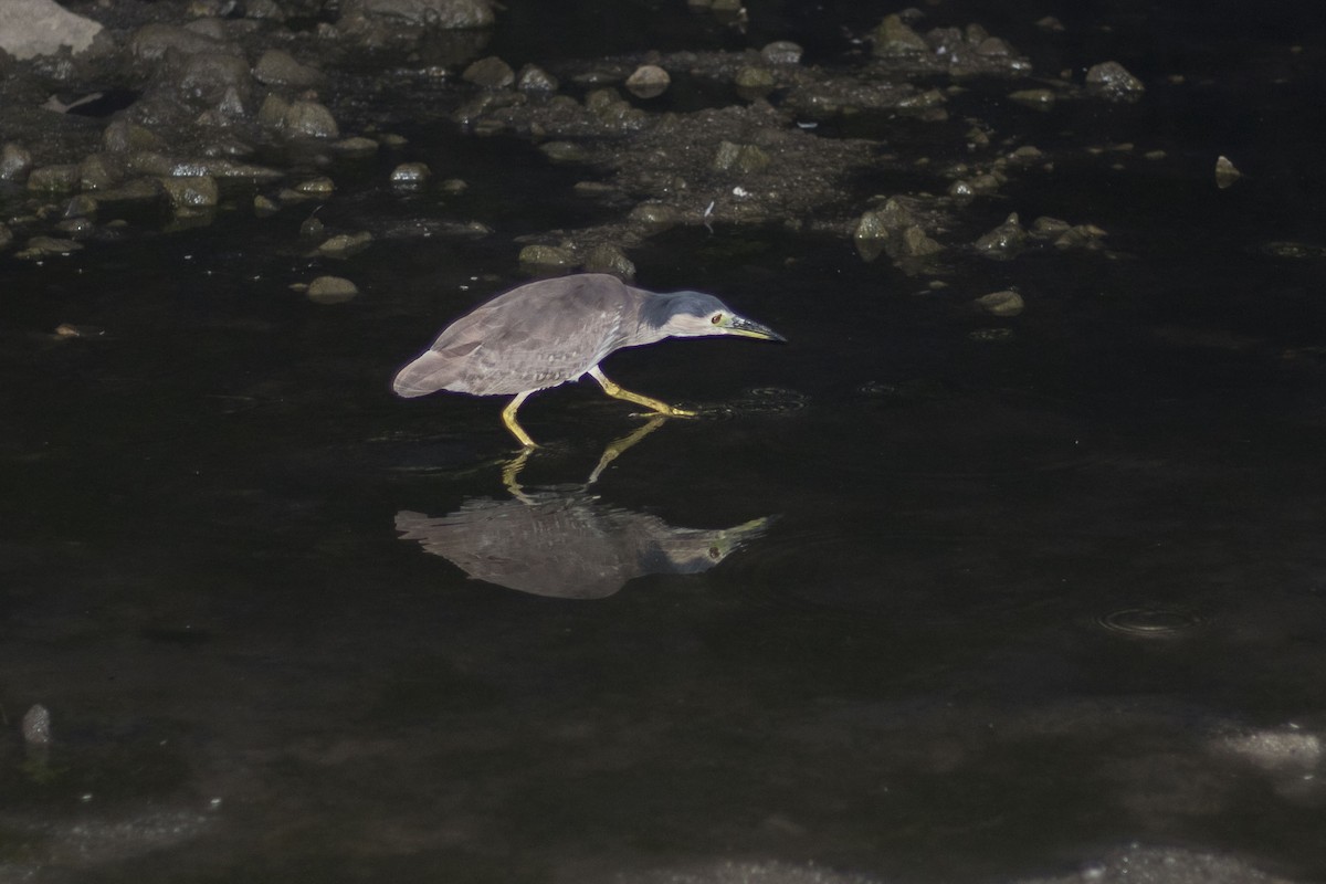 Nankeen Night Heron - ML149308281