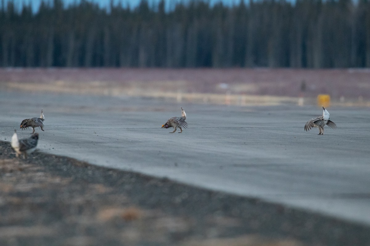 Sharp-tailed Grouse - ML149308621