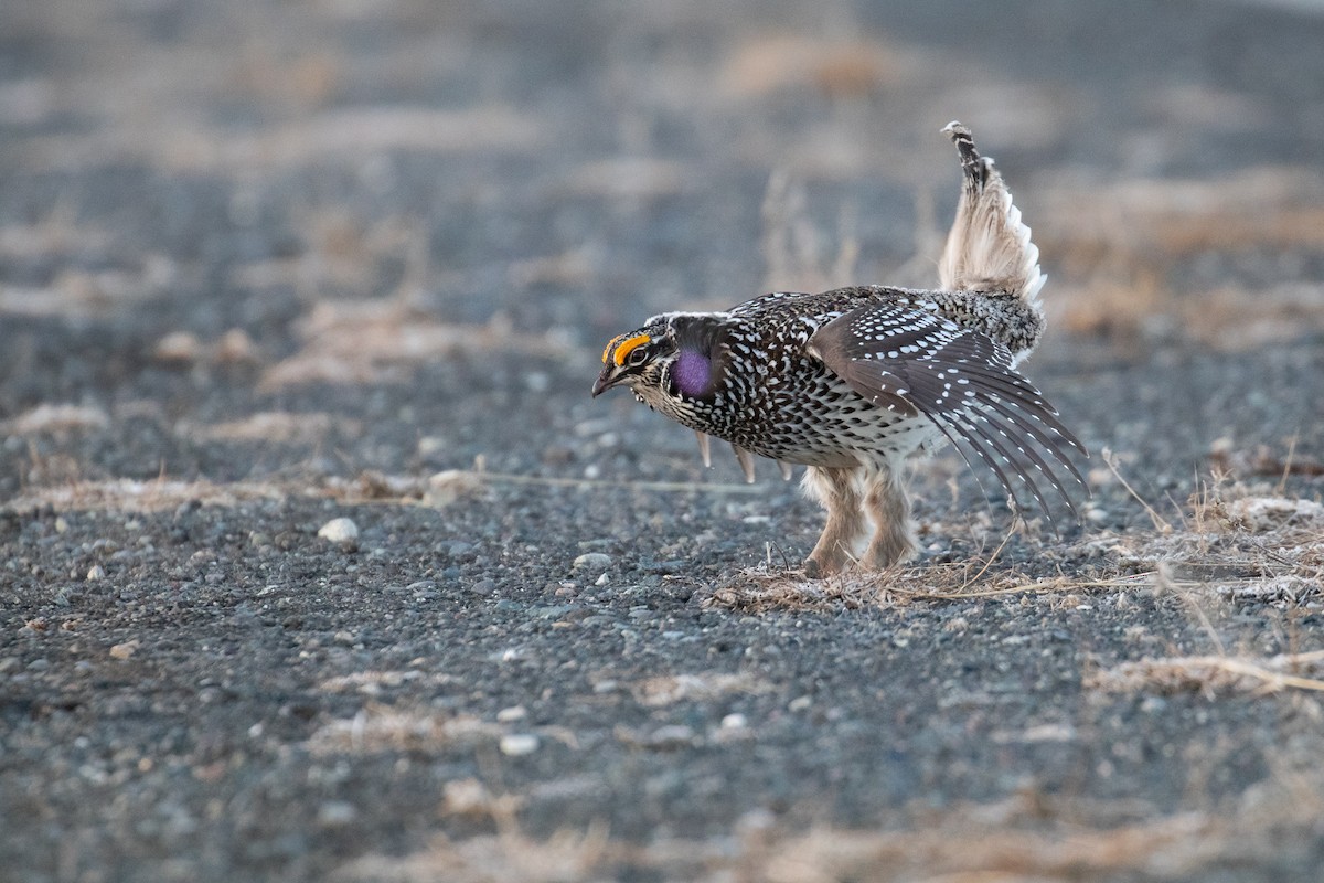 Sharp-tailed Grouse - Sulli Gibson