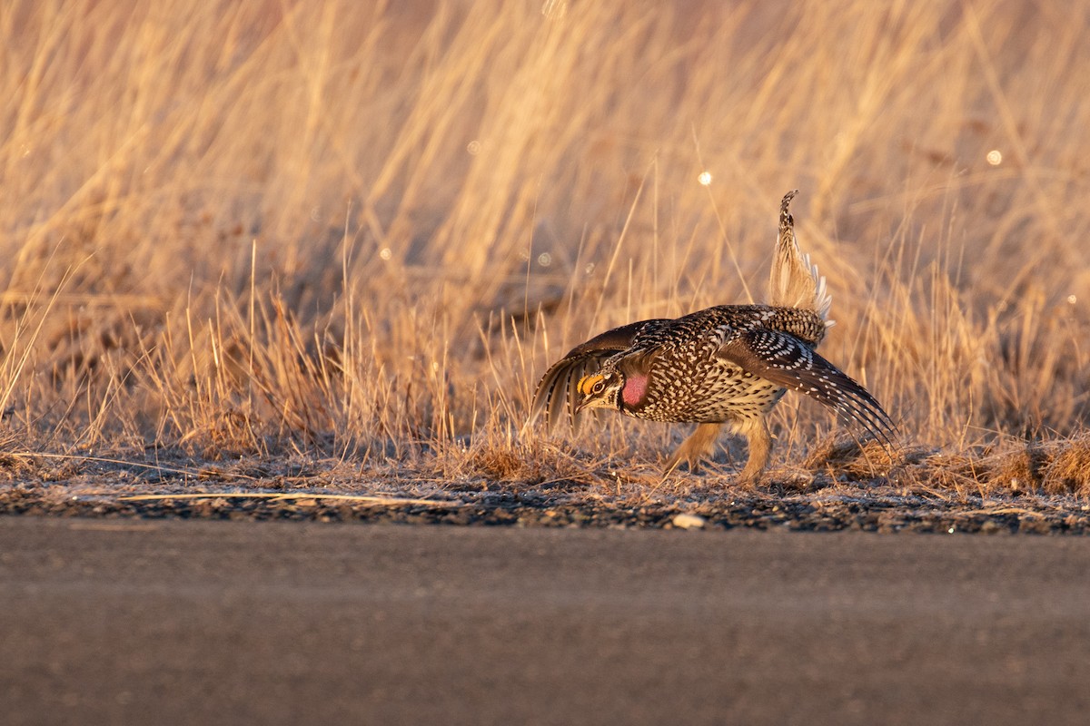 Gallo de las Praderas Rabudo - ML149308651