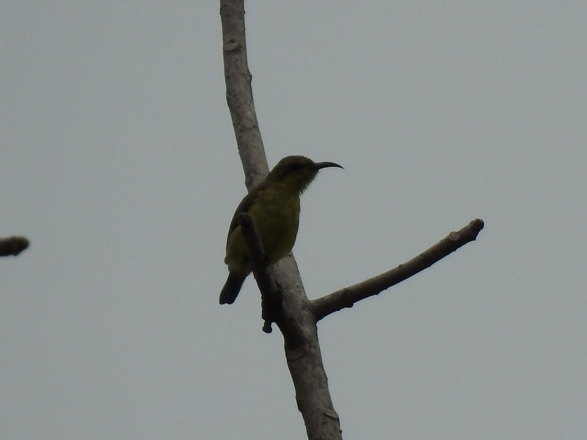 Ornate Sunbird - ML149310241