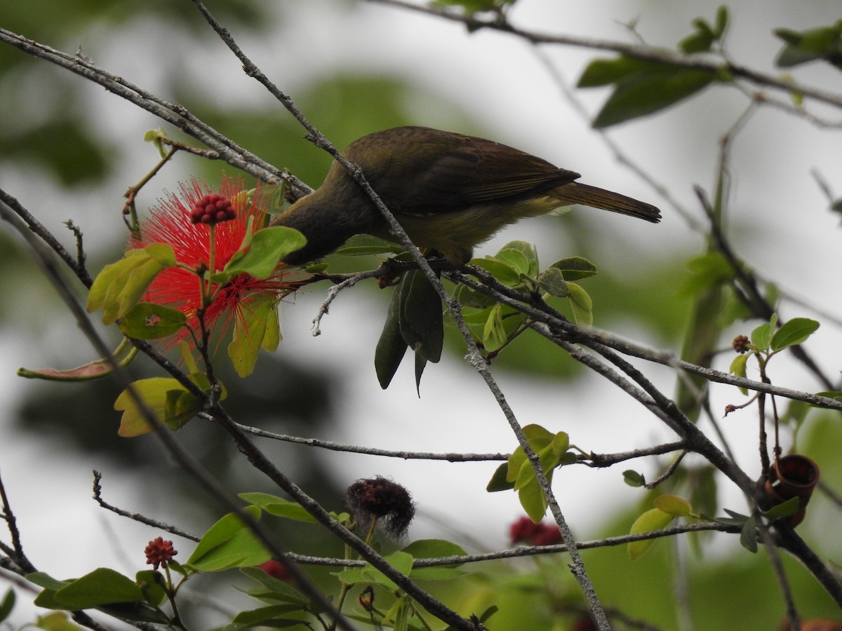 Brown-throated Sunbird - ML149310421