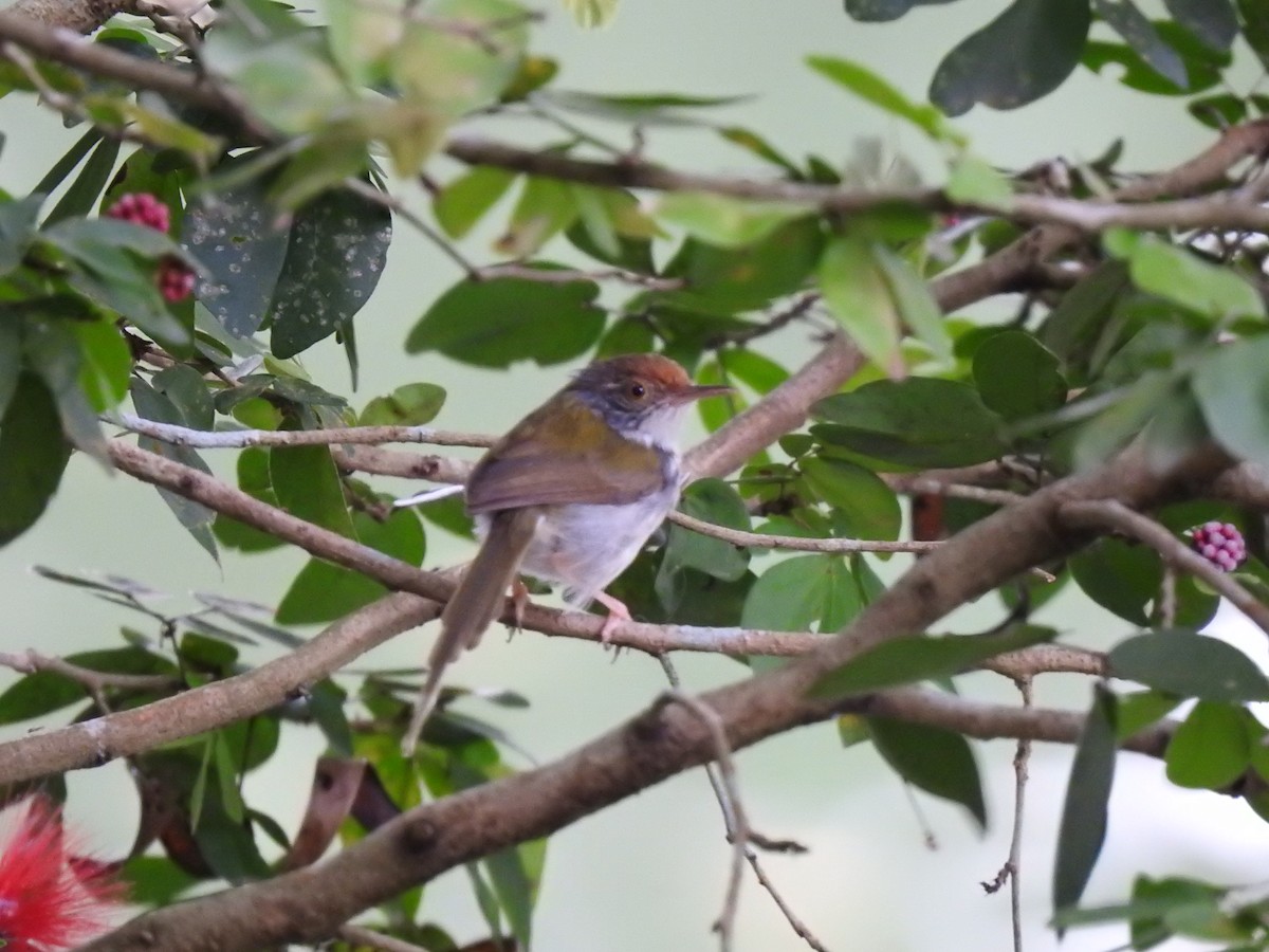 Common Tailorbird - ML149310601