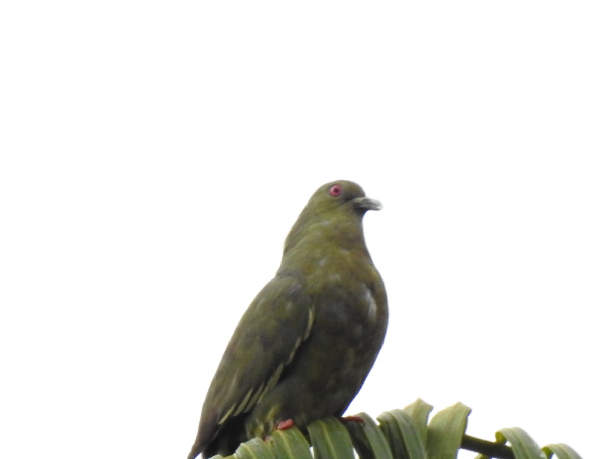 Pink-necked Green-Pigeon - ML149310991