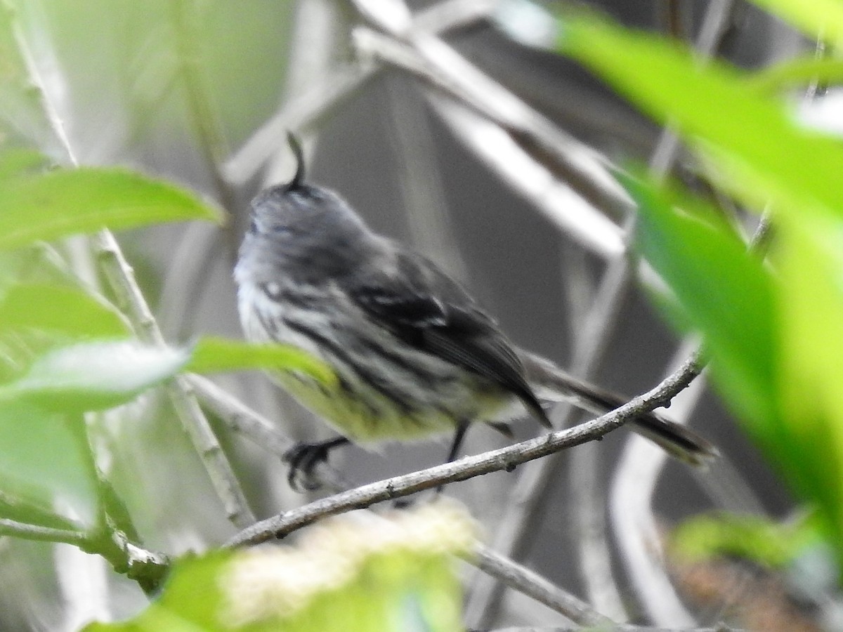 Tufted Tit-Tyrant - ML149313121