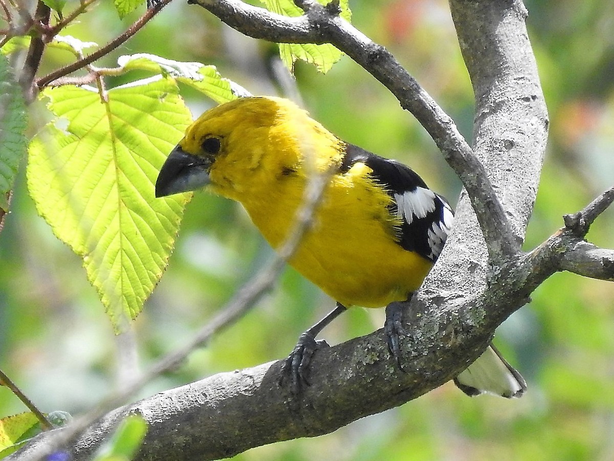 Golden Grosbeak - ML149313411