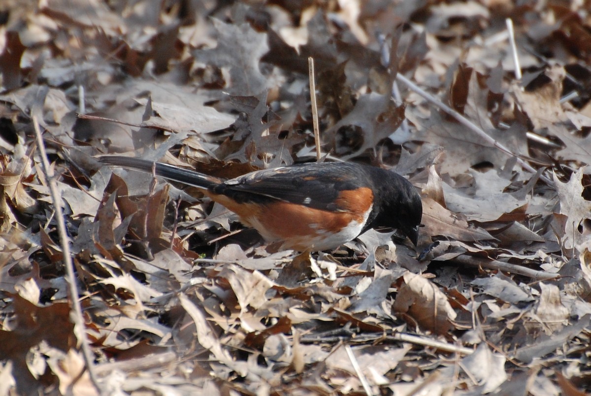 Eastern Towhee - ML149313571